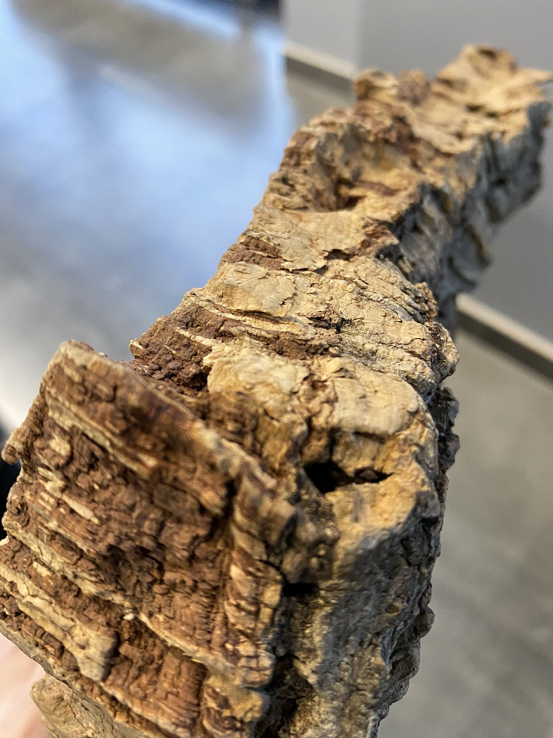 Обучающий семинар по пробковым покрытиям